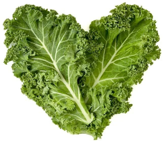 Dwarf Blue Curled Kale Seeds | 300+ Non-GMO Heirloom Seeds | Brassica oleracea var. sabellica | Compact, Nutrient-Rich Greens