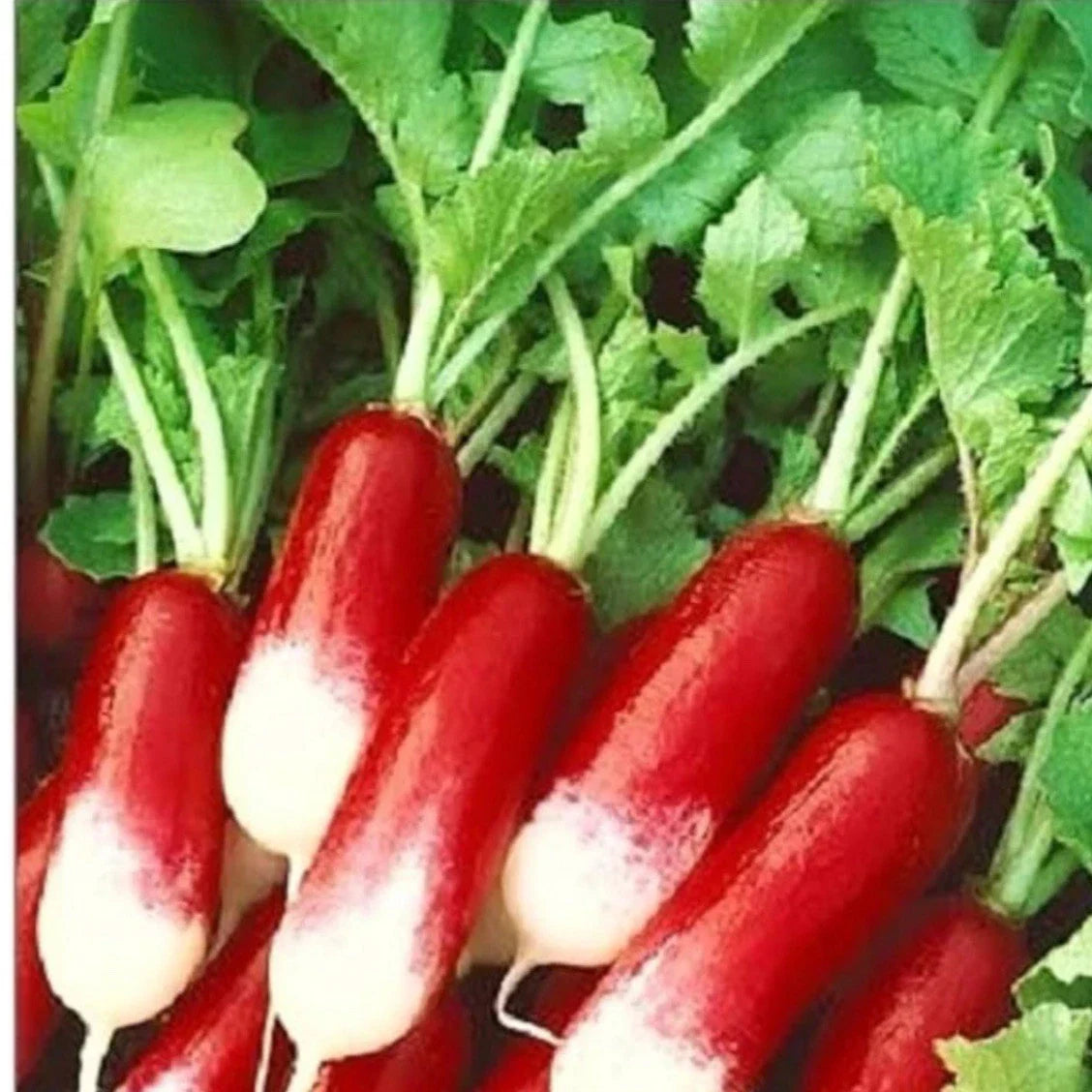 French Radish Seeds, 200+ Organic Seeds, Breakfast Variety, Raphanus sativus - Easy to Grow for Home Gardens