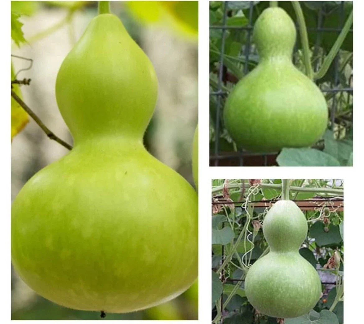 Bottle Gourd Seeds 10+ Pack Calabash Squash Lagenaria siceraria for Crafting & Cooking