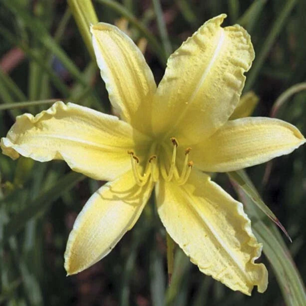 Daylily Bare Root Plants 40 Count 'Hyperion' Golden Yellow Hemerocallis Hybrid Perennial Garden Flowers