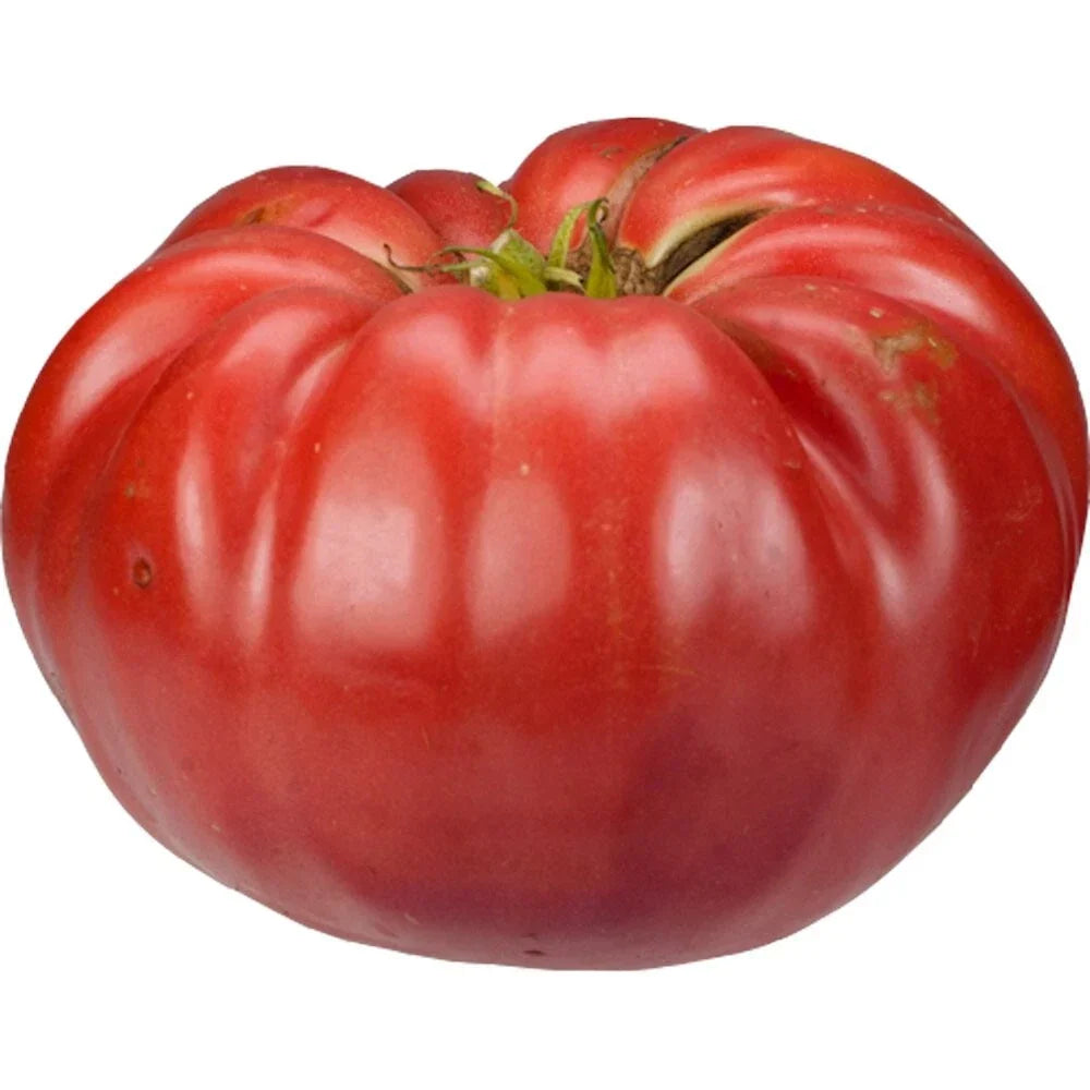 Giant Belgium Seeds - 25 Organic Heirloom Seeds for Planting - Capsicum annuum - Ideal for Home Gardens and Urban Farming
