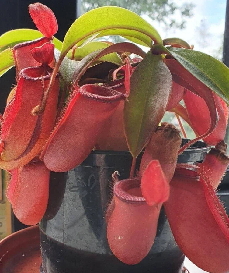 Nepenthes Lady Luck Pitcher Plant - 2.5" Rooted Carnivorous Plant - Unique Tropical Variety - Nepenthes sp.