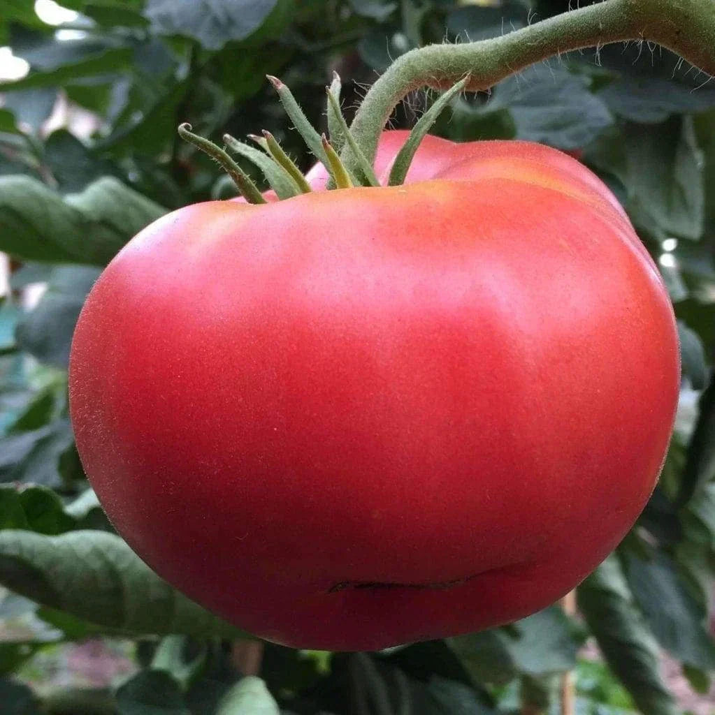 Ponderosa Pink Tomato Seeds 50 Ct Heirloom Non-GMO Vegetable Seeds Solanum lycopersicum for Home Gardening