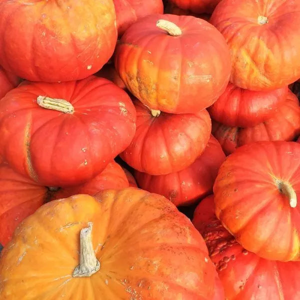 Cinderella Pumpkin Seeds 10 Ct Rouge Vif D'Etampes NON-GMO Heirloom Cucurbita pepo for Home Gardening and Fall Decorations