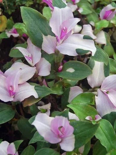 Variegated Tradescantia Cuttings - 3 Blushing Bride Wandering Jew - Tradescantia albiflora 'Blushing Bride' - Indoor Plant Decor