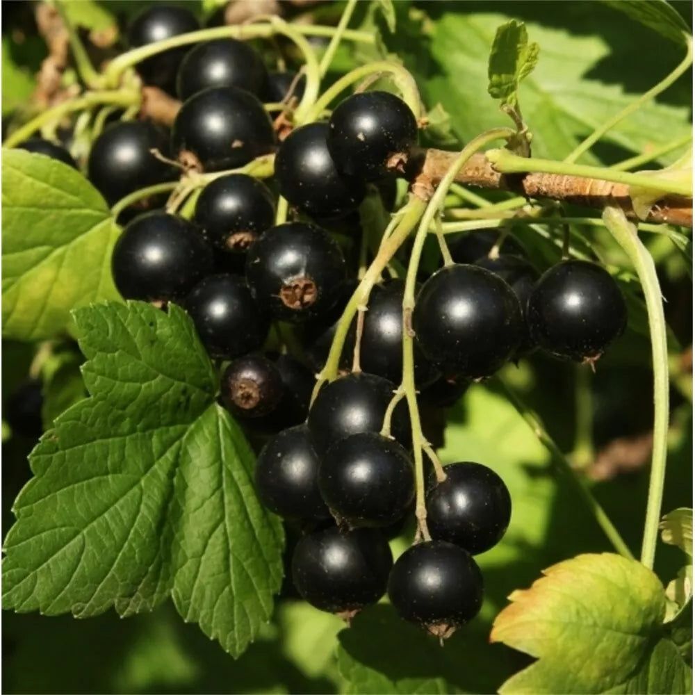 Ben Alder Black Currant Live Plant - Edible Shrub Starter, Self-Pollinating, Ribes nigrum, Zones 3-9, Rooted Plant