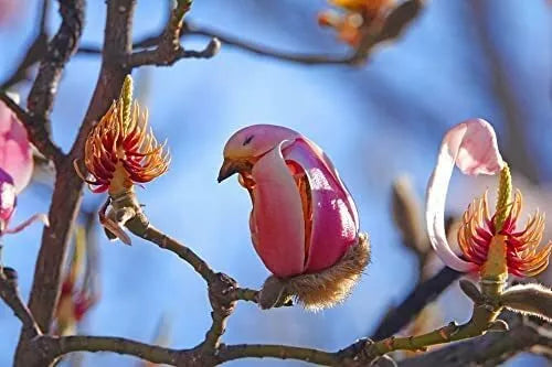 Yulan Magnolia Tree Seeds - 5 Count - Pink Flowering Buds - Magnolia denudata - Ideal for Garden Planting