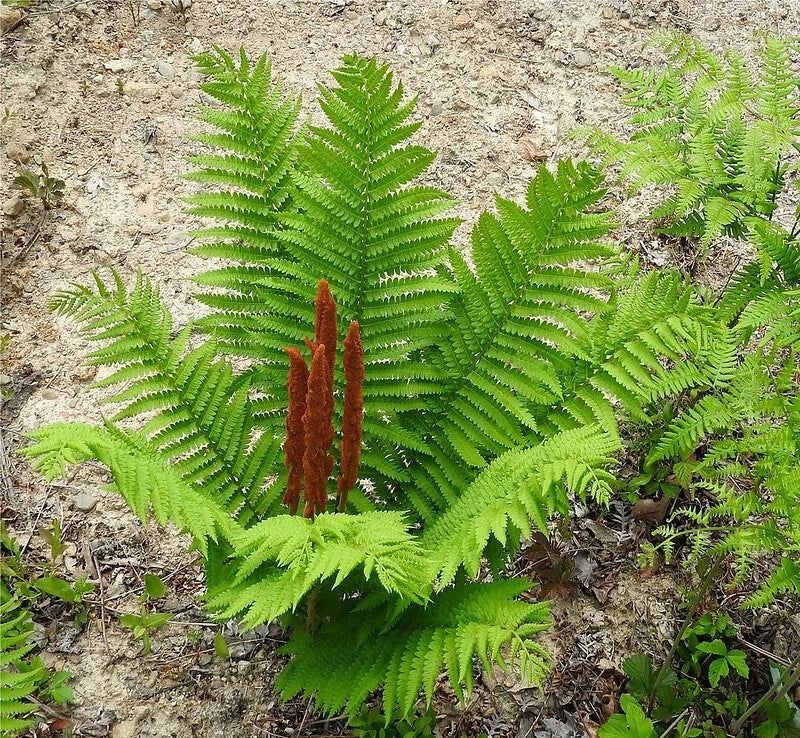 Cinnamon Fern Plant, Bare-Root, Reddish-Brown Spikes, Osmunda Cinnamomea, Deer Resistant for Moist Woodland Gardens