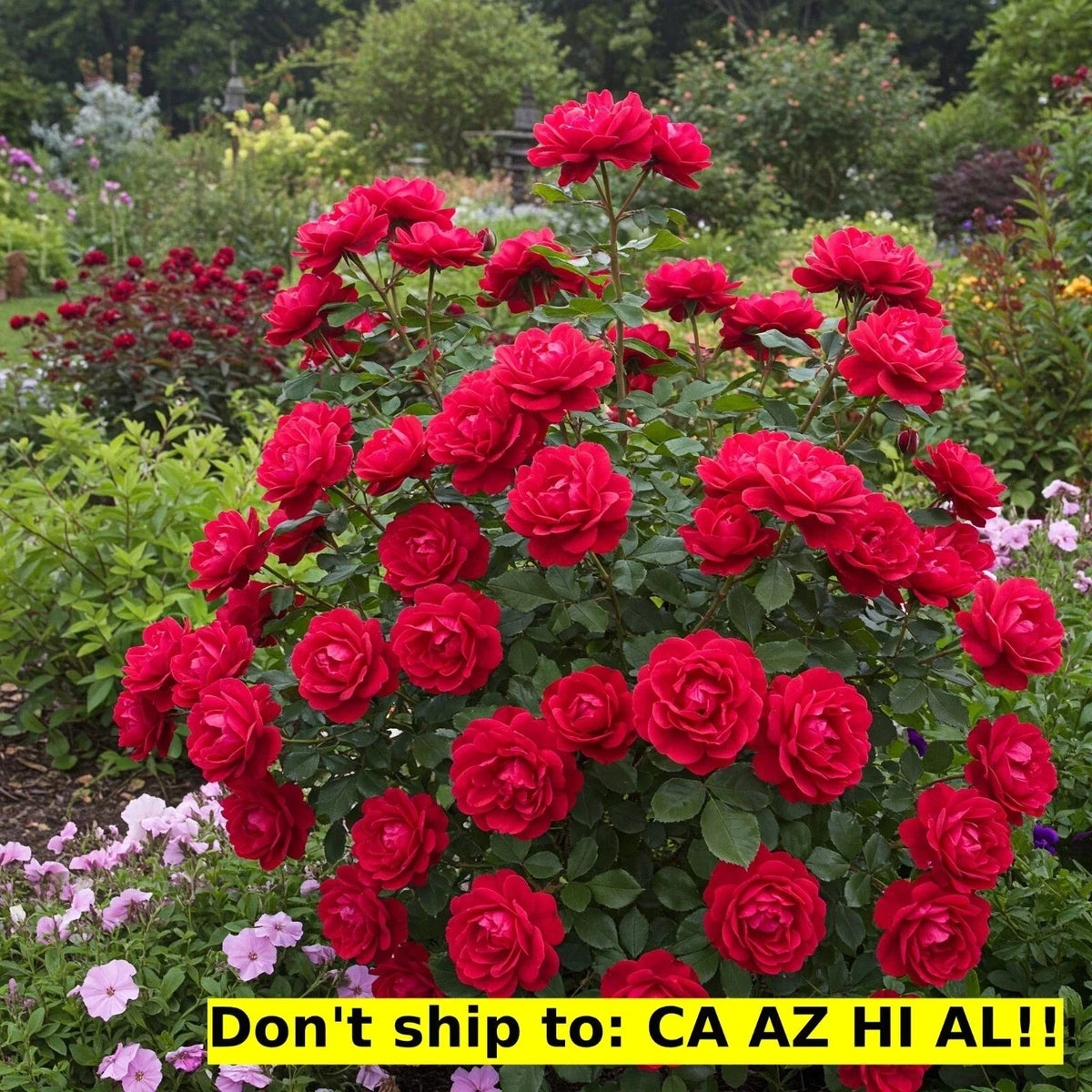 Red Drift Rose Bush 3 Gal Pot | Outdoor Flowering Plant | Rosa 'Drift' | Compact Red Blooms for Garden & Patio