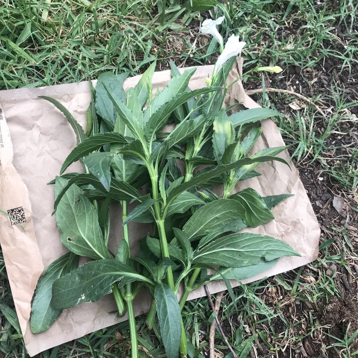 Live Cuttings - 4 Rare White Mexican Petunia - Ruellia Tuberosa - 6" to 8" Unrooted Plant Cuttings for Garden and Landscape