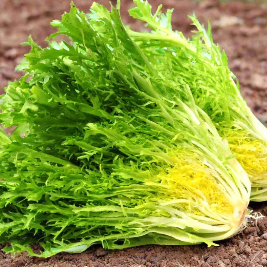 Frisee Endive Seeds Packet - Yellow Green Curly Leaf - Cichorium endivia - Non-GMO - Ideal for 2025 Planting