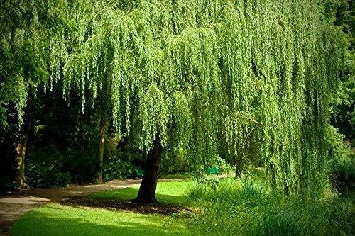 Golden Weeping Willow Tree Cuttings - 4 Live Plants - Arching Canopy - Salix babylonica 'Golden' - Low Maintenance Garden Trees