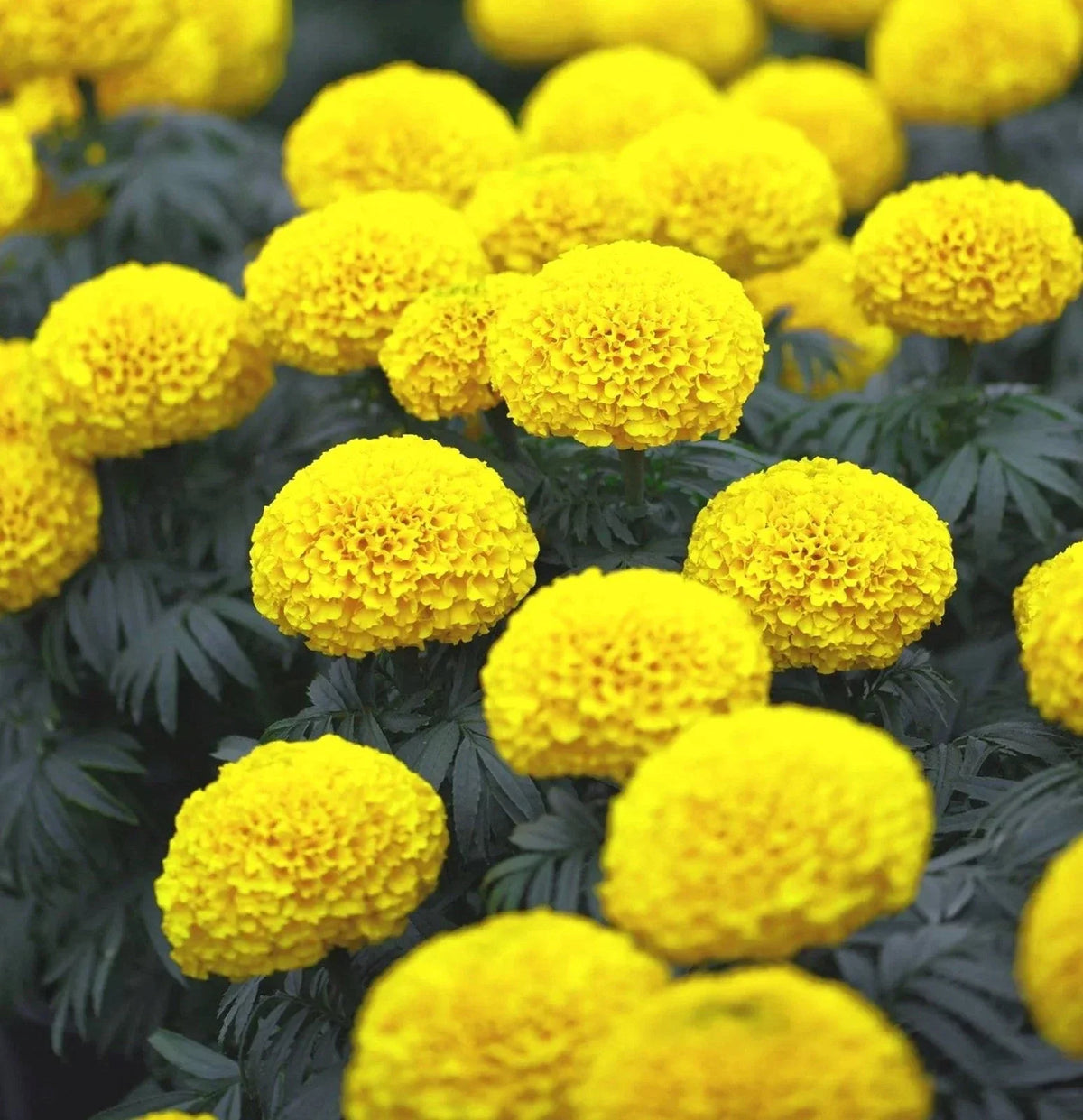 African Marigold Seeds Pack of 50 - Mary Helen Yellow Variety - Tagetes erecta - Ideal for 2025 Planting