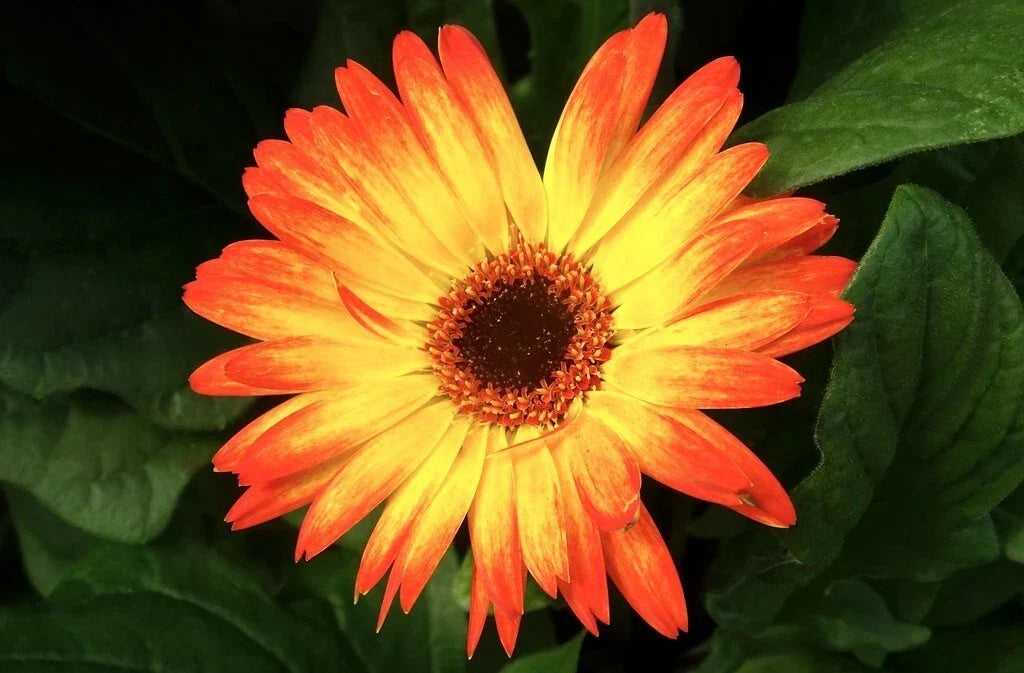 Sunburst Gerbera Daisy Seeds - 200+ Pack - Bright Yellow Flowers - Gerbera jamesonii - Easy to Grow for Gardens