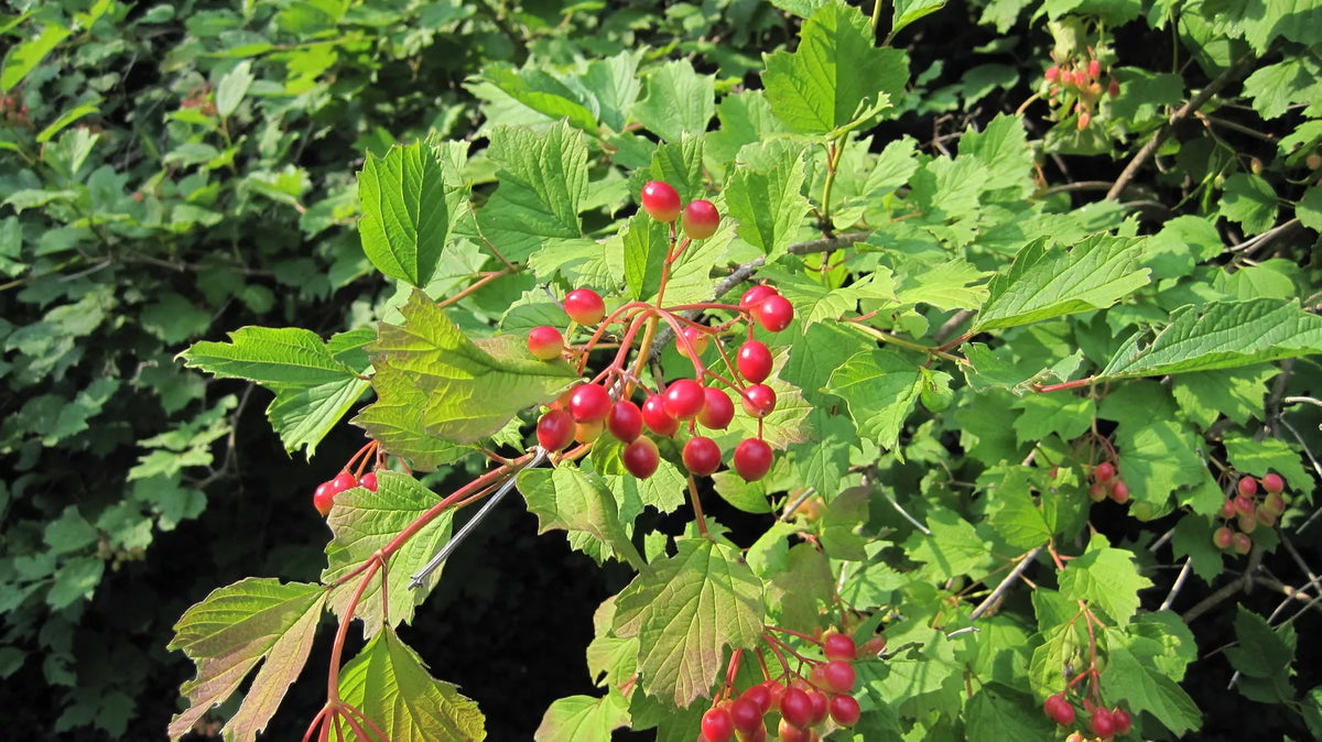 30 Seeds American Highbush Cranberry Viburnum trilobum for Gardens Wildlife Plants