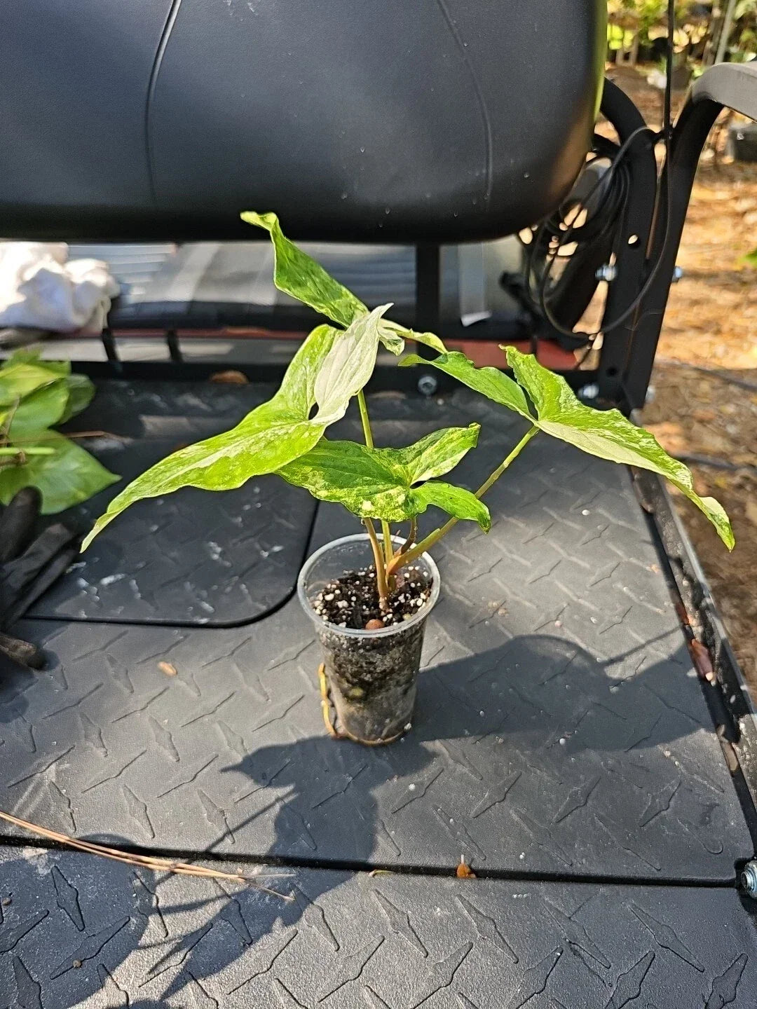 Syngonium Podophyllum Albo Variegata Plant - 3" Pot - Variegated Green and White Foliage - Indoor Houseplant