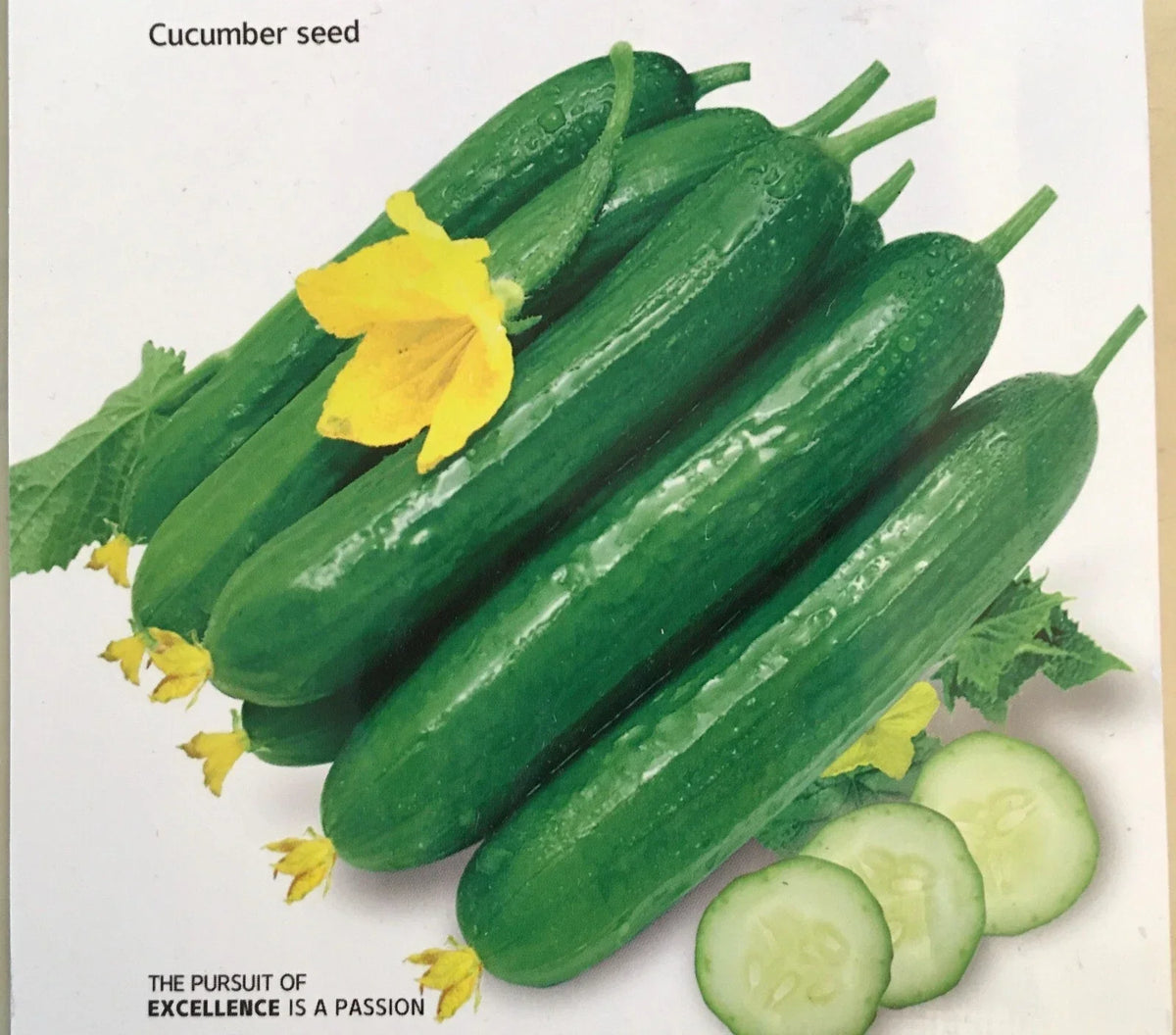 Chinese Fruit Cucumber Seeds - 15+ Burpless Hybrid Mini Cucumber (Cucumis sativus) for Home Gardens and Containers