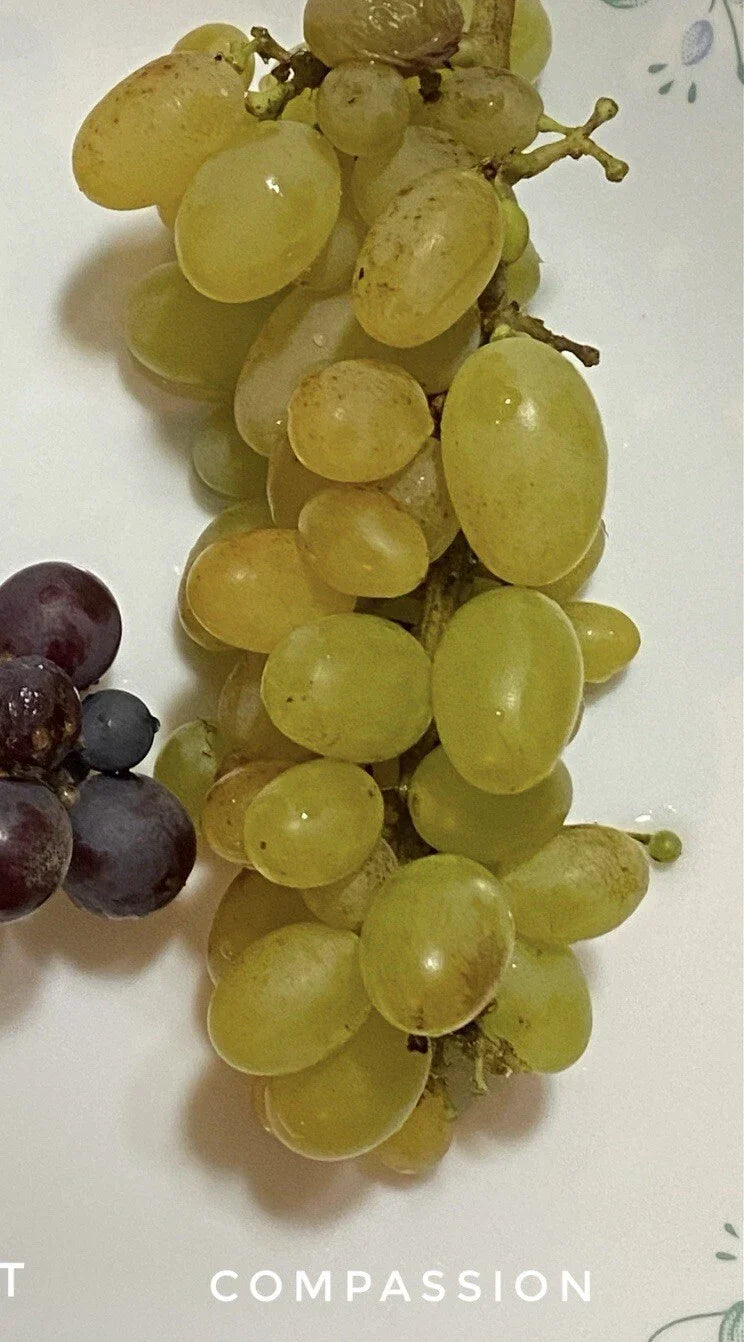 Compassion Grape Cuttings - 4 Healthy Cuttings with 2-3 Nodes for Grafting - Vitis vinifera - Ideal for Gardening Enthusiasts