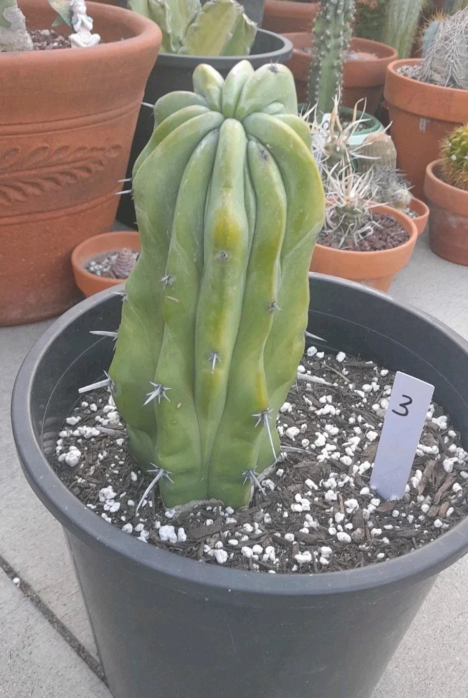 Crested Cactus Bare Root 8-9" Myrtillocactus Geometrizans Unique Succulent Plant for Collectors and Enthusiasts