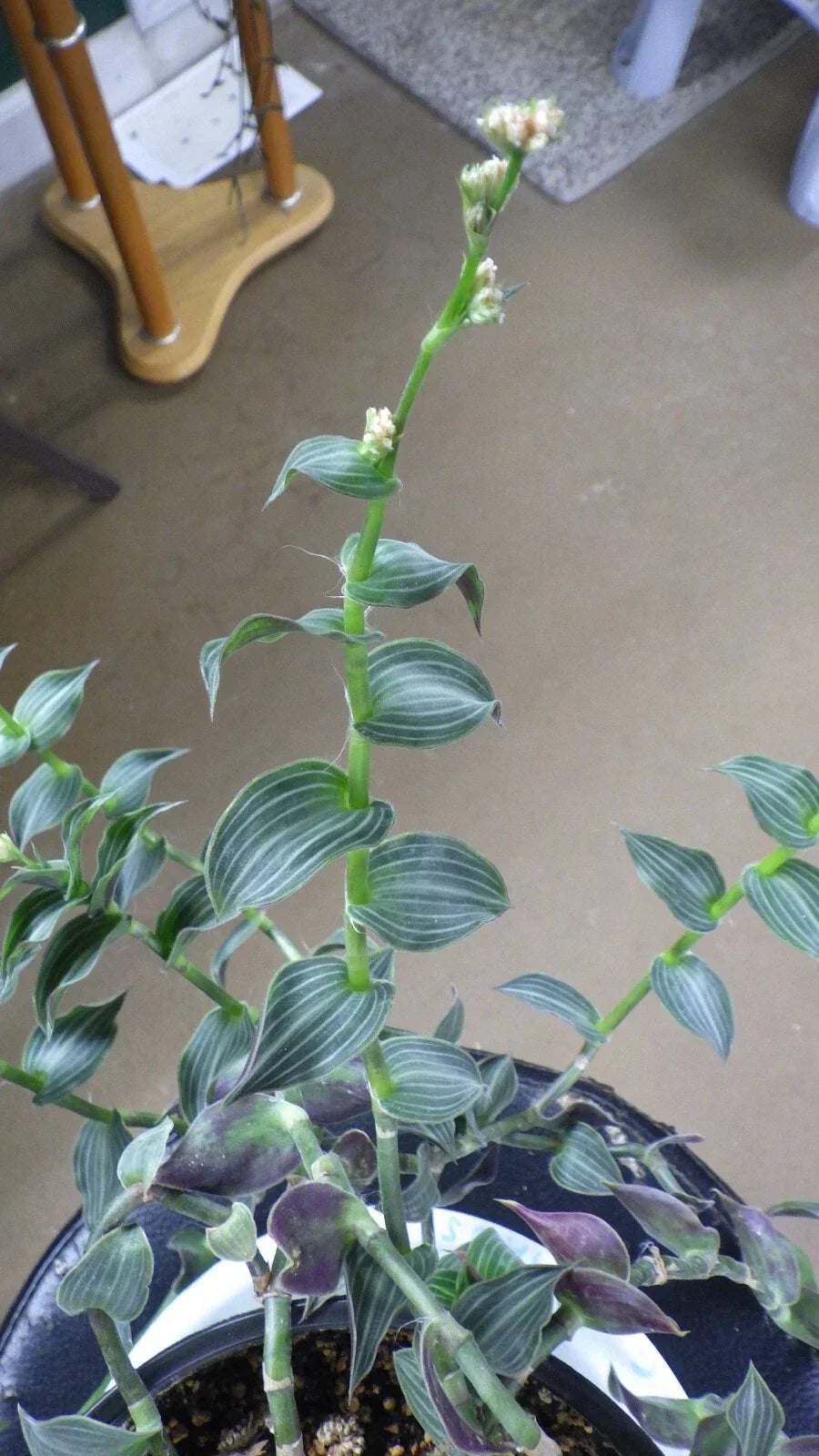 Wandering Jew Cuttings - C. Gentlei Elegans "Puppy Ears" - Indoor Gardening Clippings for Propagation