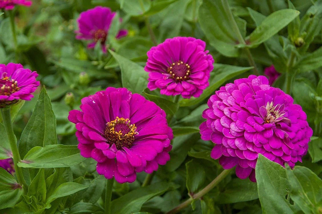 Purple Prince Zinnia Seeds - Non-GMO Variety Packet - Zinnia elegans - Deep Purple Blooms for Garden & Bouquets