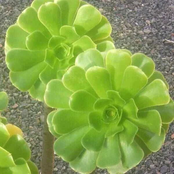 Medium Aeonium Arboreum Cutting - Green Rose - 3" Succulent Plant Cutting - Easy Care Indoor/Outdoor Garden Plant