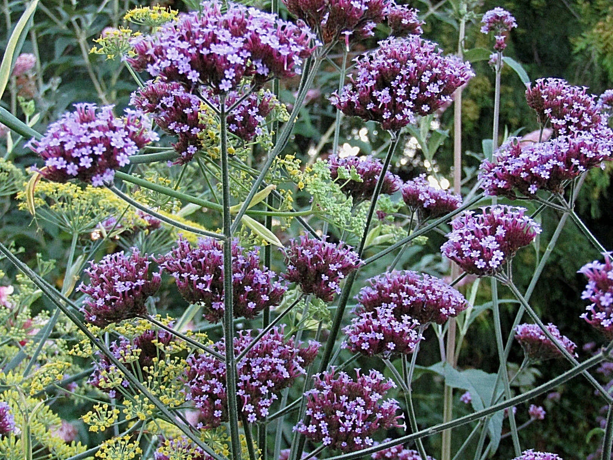 Tall Verbena Seeds, 233 Count, Hardy Purple Flowers, Verbena bonariensis, Easy to Grow Perennial for Butterfly Gardens
