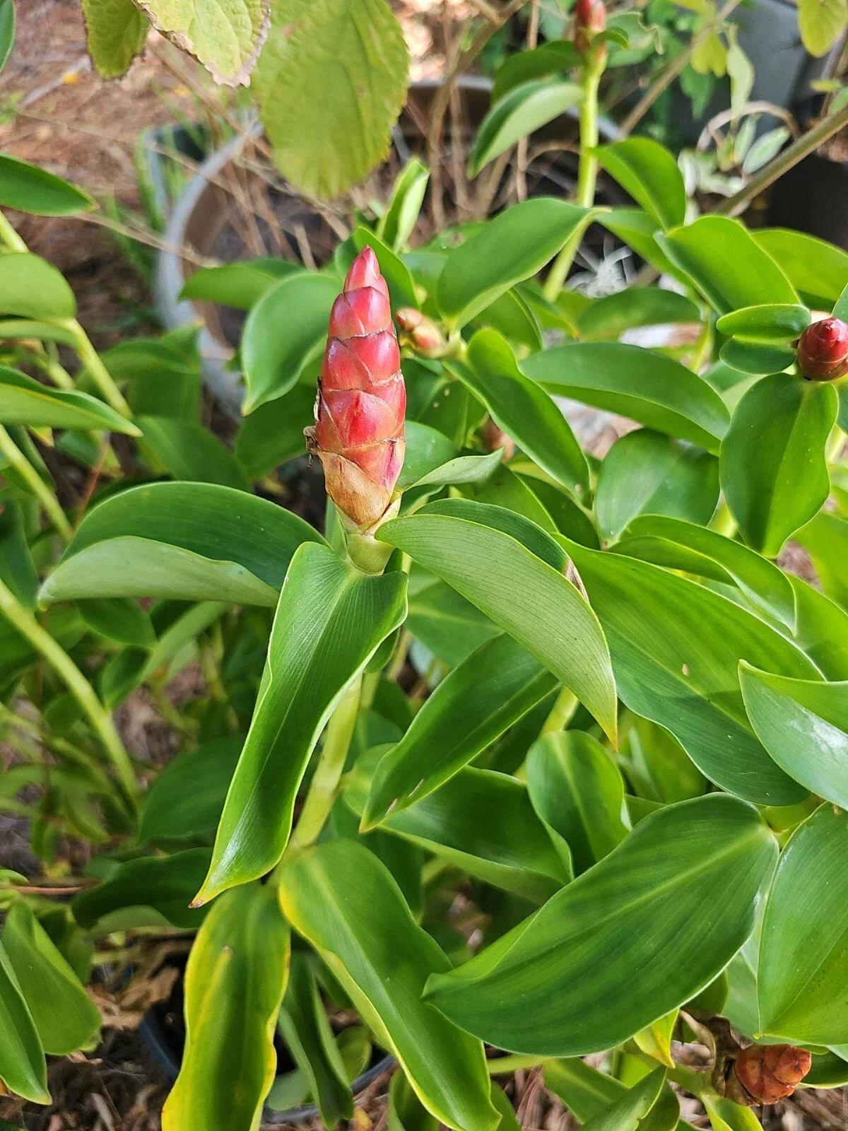 Spiral Red Button Ginger Plant 10-12" Rooted Live Tropical Flora Costus woodsonii - Exotic Red Flowers for Indoors & Gardens