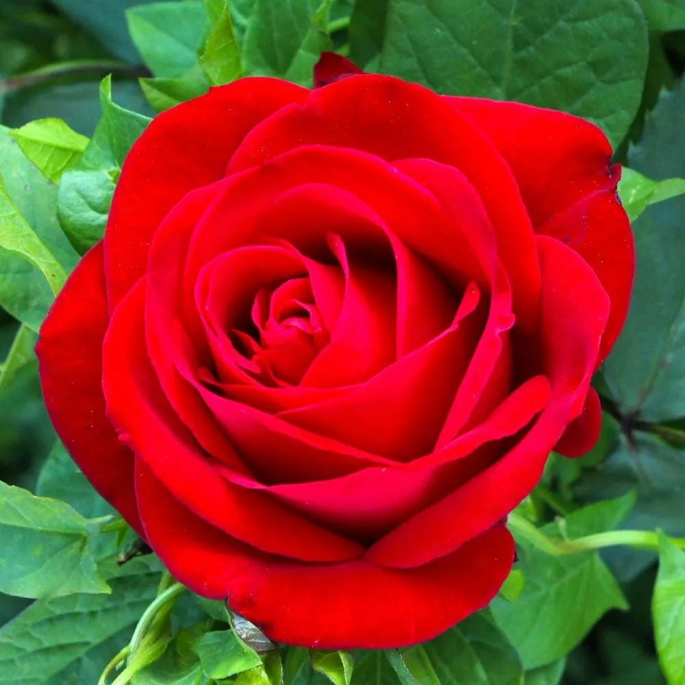 Red Rose Bush Live Plant 1-2' Olympiad Rosa hybrida AARS Winner 1984 Deep Red Blooms Low Maintenance Garden Shrub