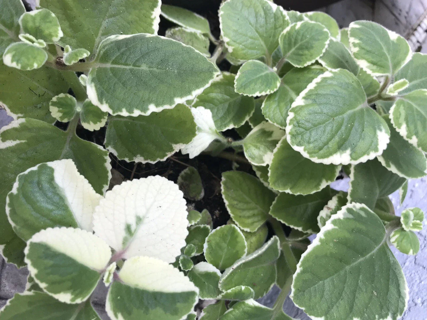 Cuban Oregano Cuttings - 6 Variegated & Green Plectranthus amboinicus for Gardening or Culinary Use