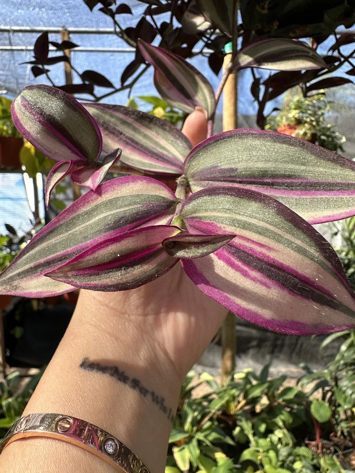 Wandering Jew Plant Cutting - Variegated White Tradescantia - Rare Indoor Houseplant Cutting for Propagation - Tradescantia fluminensis