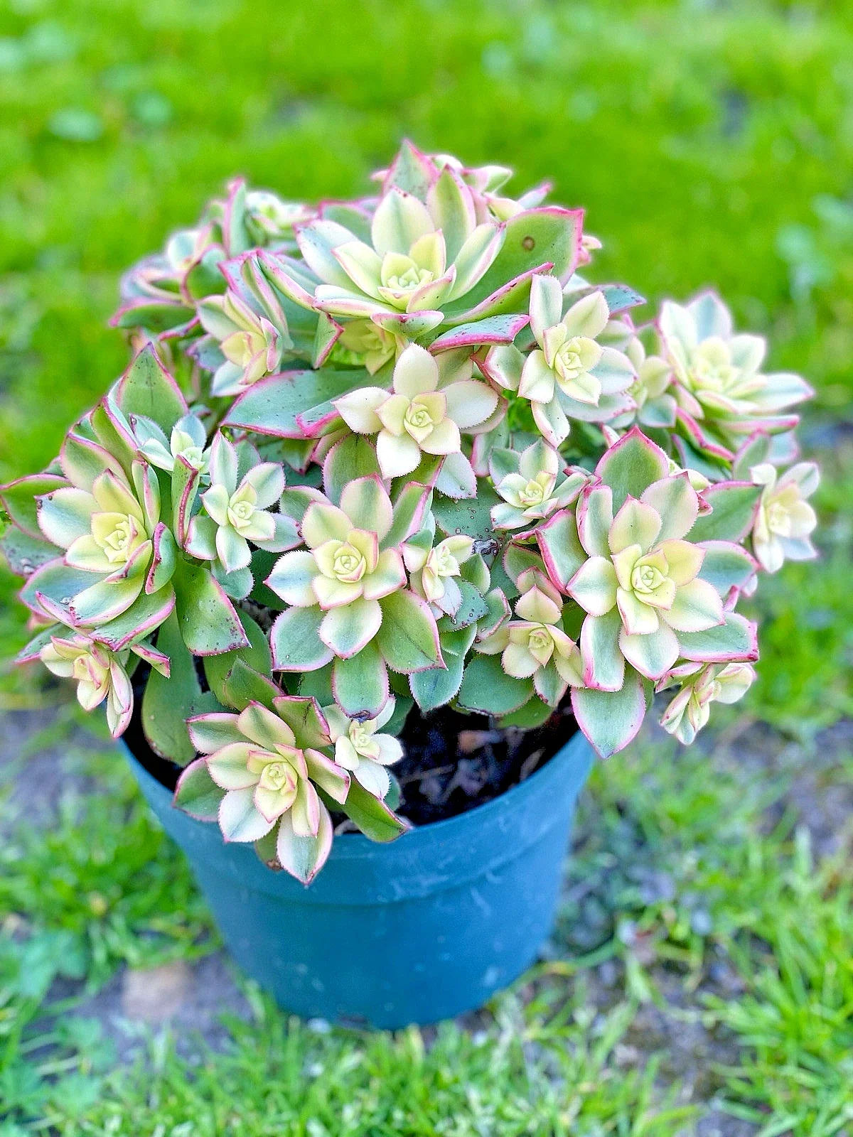 Aeonium 'Kiwi' Cutting 2-3” | Variegated Succulent | Rare Live Plant for Indoor Garden Decor | Propagation Ready