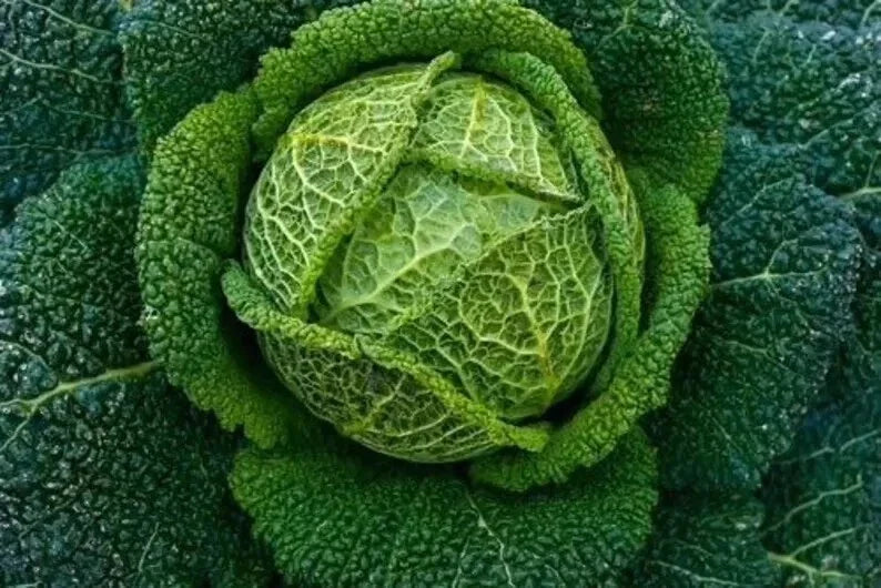 Savoy Perfection Cabbage Seeds 500+ Heirloom NON-GMO Brassica oleracea var. sabauda for Garden Planting