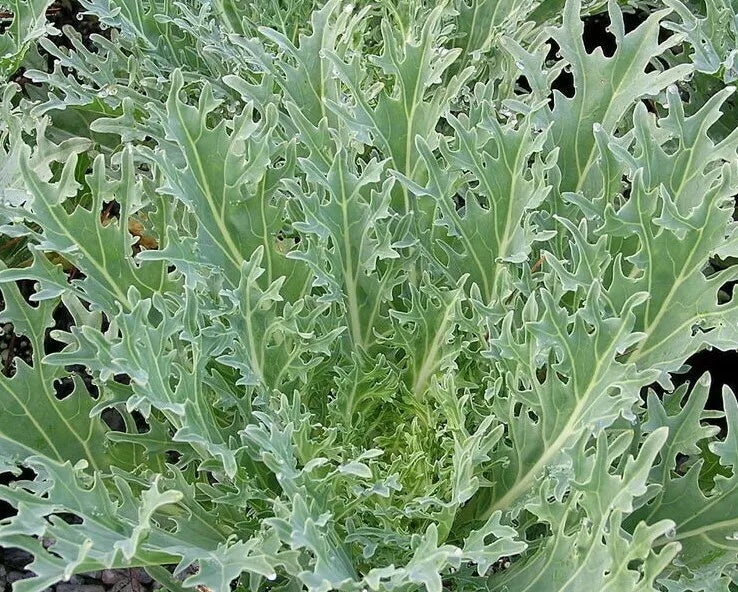 White Russian Kale Seeds 500+ | Brassica oleracea | Survival Vegetable Greens for Salads | Easy to Grow