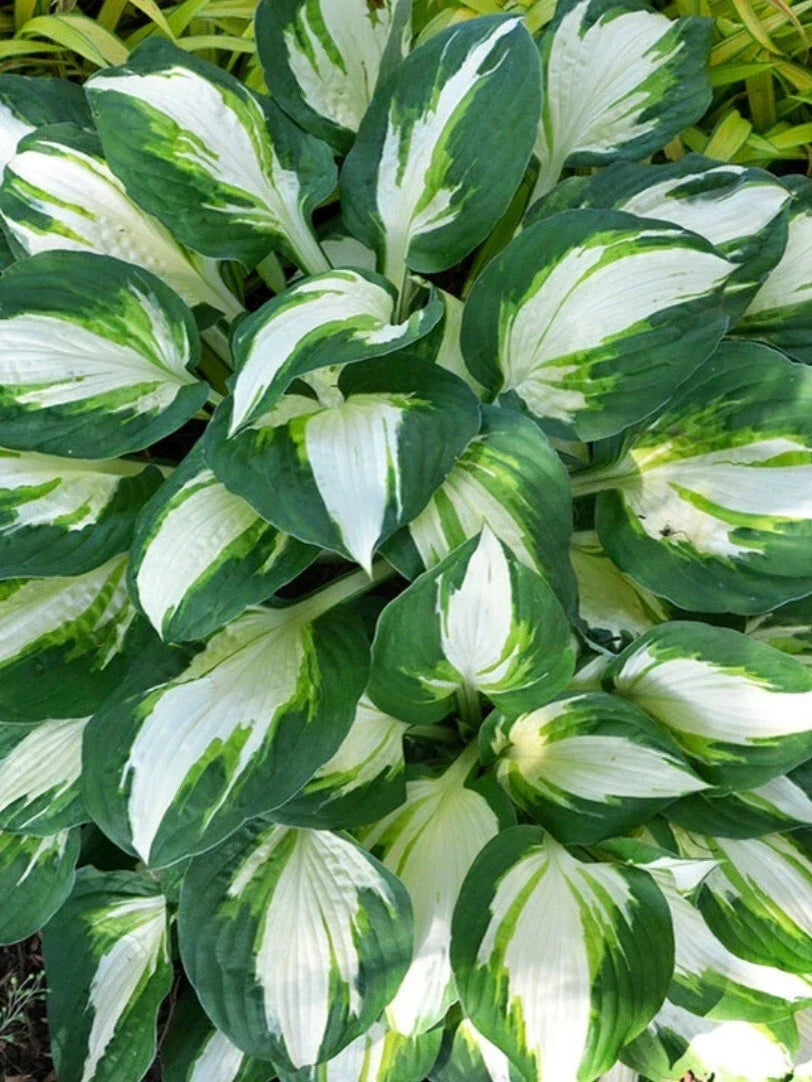 Hosta Plant 1-Gallon Vulcan Variety Hardy Perennial Foliage Hosta 'Vulcan' with Dark Green Leaves and Yellow Edges