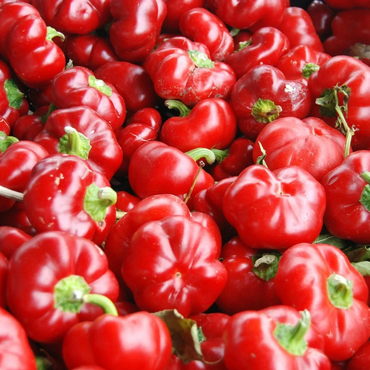 Sweet Pimento L Pepper Seeds 25+ Pack | Mild Bell Variety | Capsicum annuum | Non-GMO Vegetable Garden Seeds