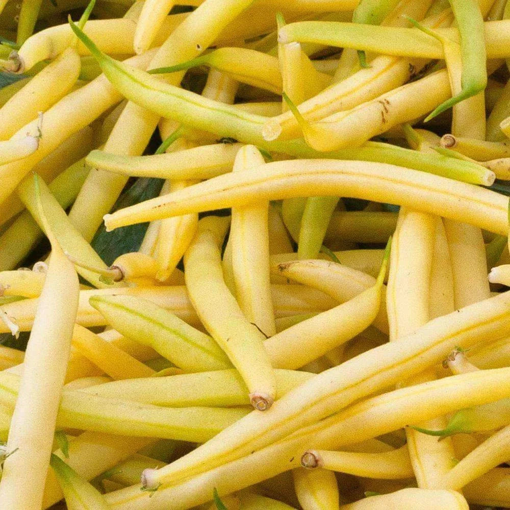 Golden Wax Bean Seeds 50 Ct - Non-GMO Yellow Bush Beans - Phaseolus vulgaris - High Germination - USA