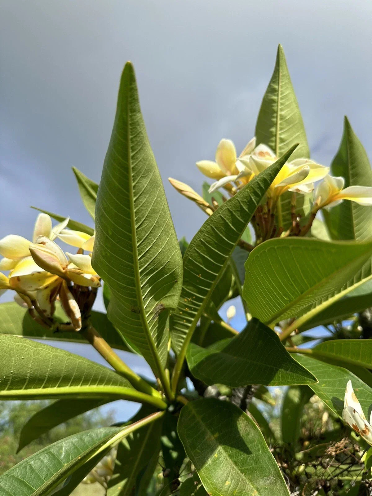 Yellow Plumeria Cutting - 10 Inch Double Head Frangipani (Plumeria rubra) Fresh Starter for Tropical Gardens