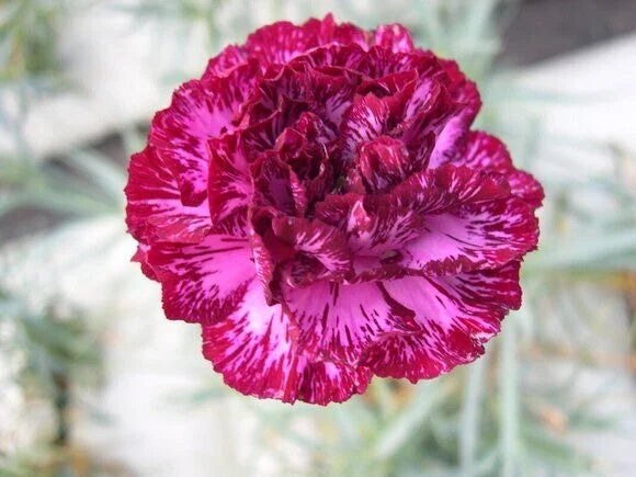 Blackberry Ice Carnation Seeds - 100 Perennial Dianthus Flower Seeds for Garden Planting - Fragrant, Vibrant Blooms