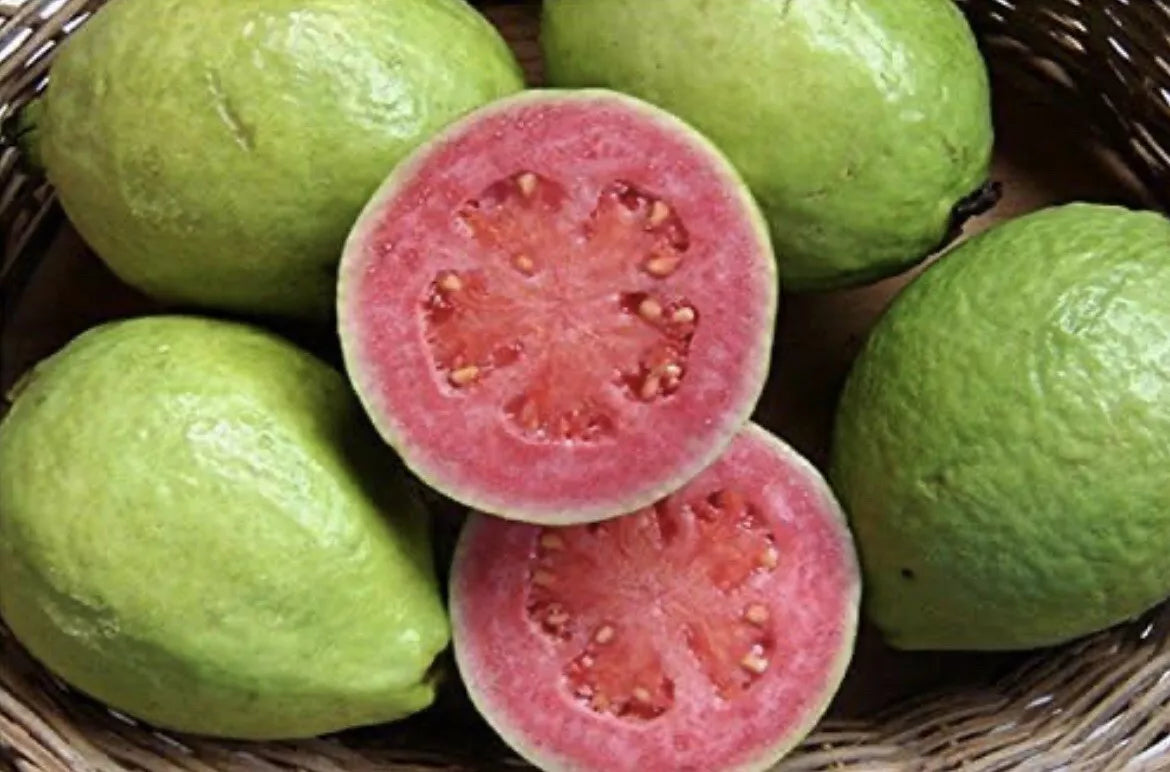 Mexican Pink Guava Seeds (100 Count) - Organic Non-GMO Sweet Fruit - Psidium guajava - Tropical Gardening Essential