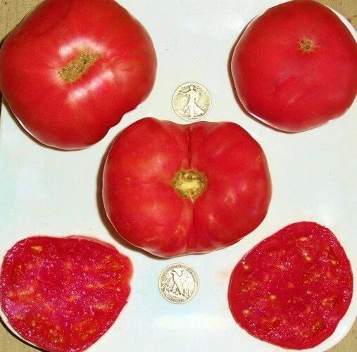 Dester Tomato Seeds - 25 Seeds - Award-Winning Variety - Solanum lycopersicum - High Yield, Sweet Flavor, Disease Resistant