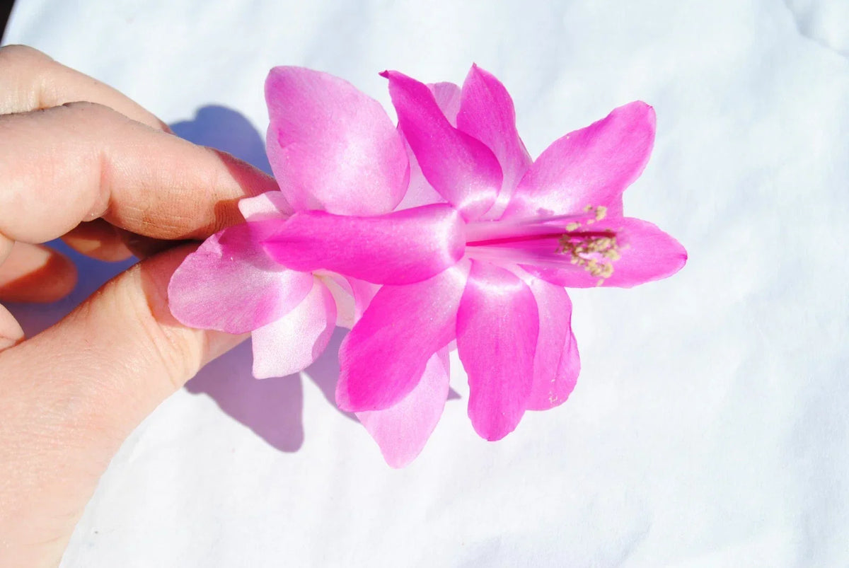 Christmas Cactus Starter Plant - Small Healthy Schlumbergera Truncata - Pink & White Blooms - Eco-Friendly Indoor Plant