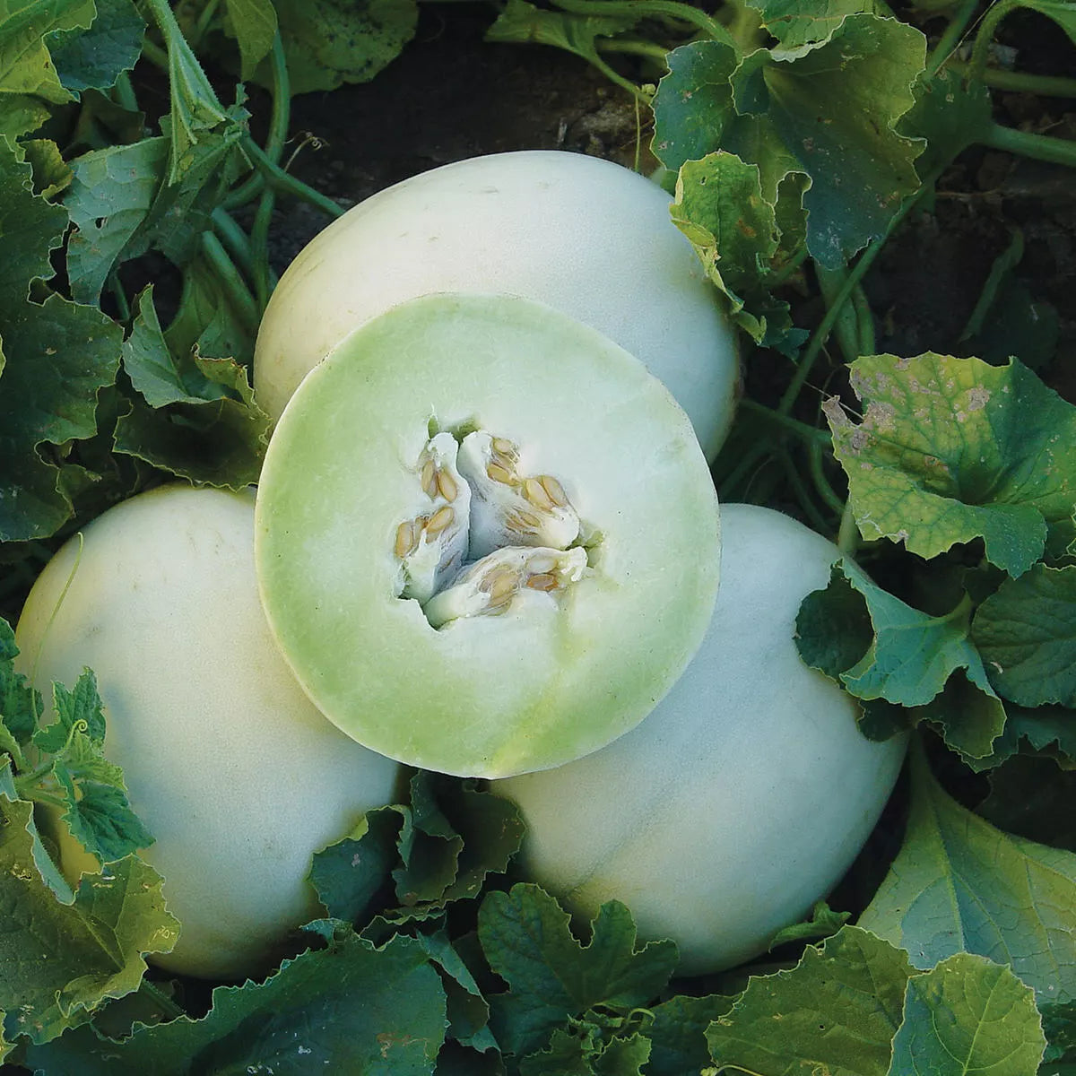 Honey Dew Cantaloupe Seeds Pack of 50+ Non-GMO Green Flesh Melon Cucumis melo for Home Garden Planting