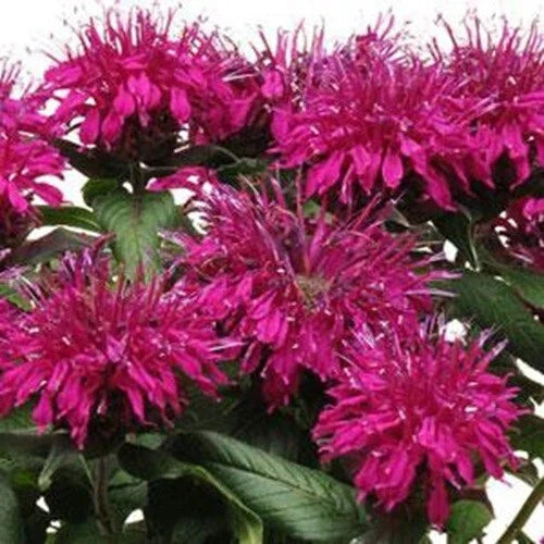 Purple Balm Seeds - 100 Count Monarda Didyma - Hummingbird Flower Seeds - Non-GMO, Easy to Grow, Vibrant Purple Blooms