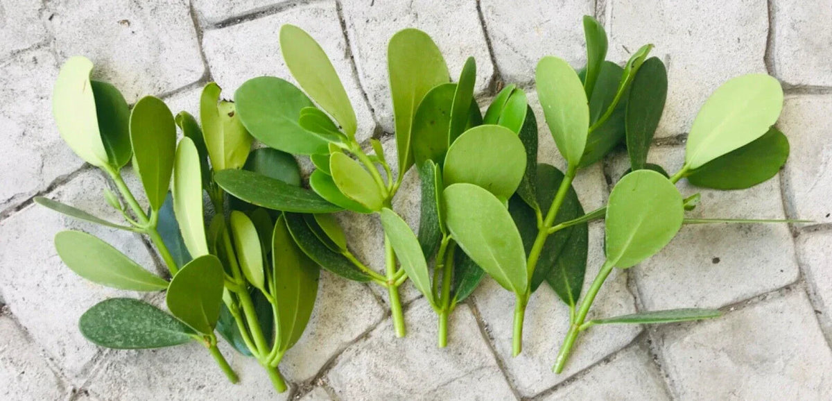 Clusia Rosea Cuttings 9-Pack | Easy Propagation | Evergreen Tropical Bush | Autograph Tree