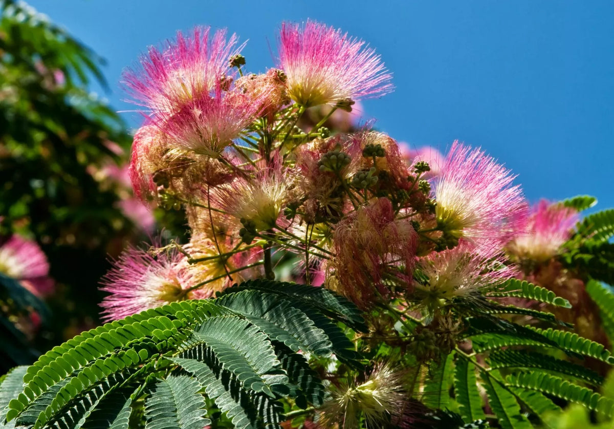 Persian Silk Tree Seeds - 30 Seeds Albizia julibrissin - Exotic Pink Flowering Plant for Gardens and Landscaping
