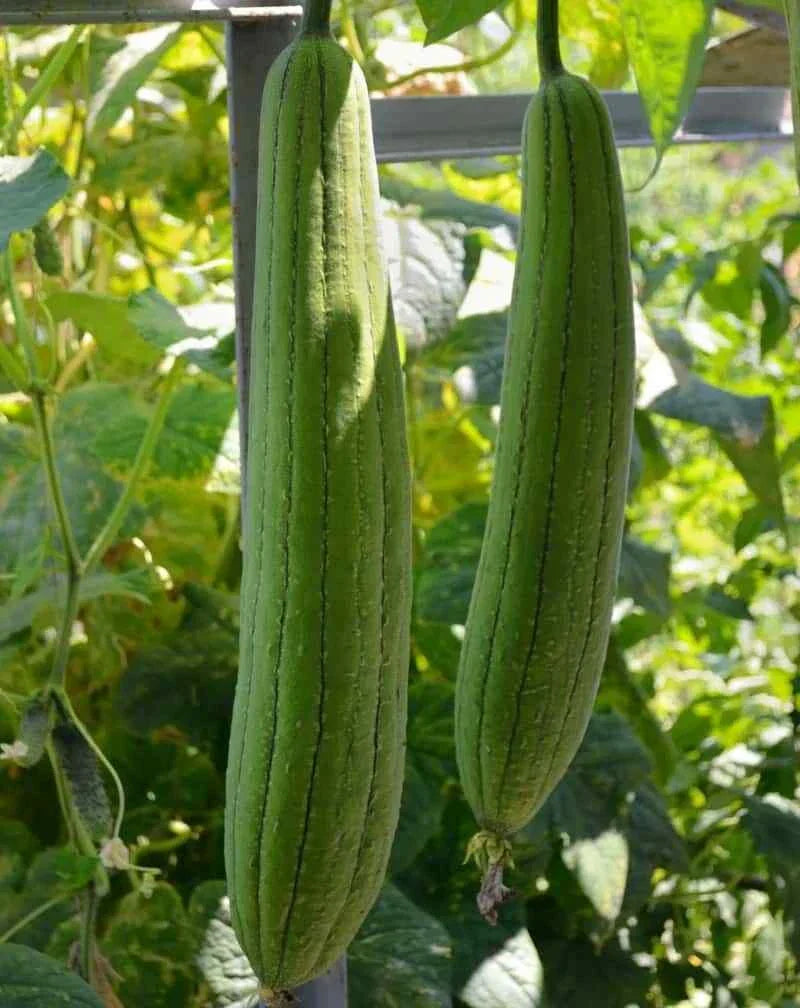 Sponge Dishcloth Gourd Seeds - 15+ Luffa Gourd Seeds (Luffa aegyptiaca) - Eco-Friendly Gardening Seeds for USA