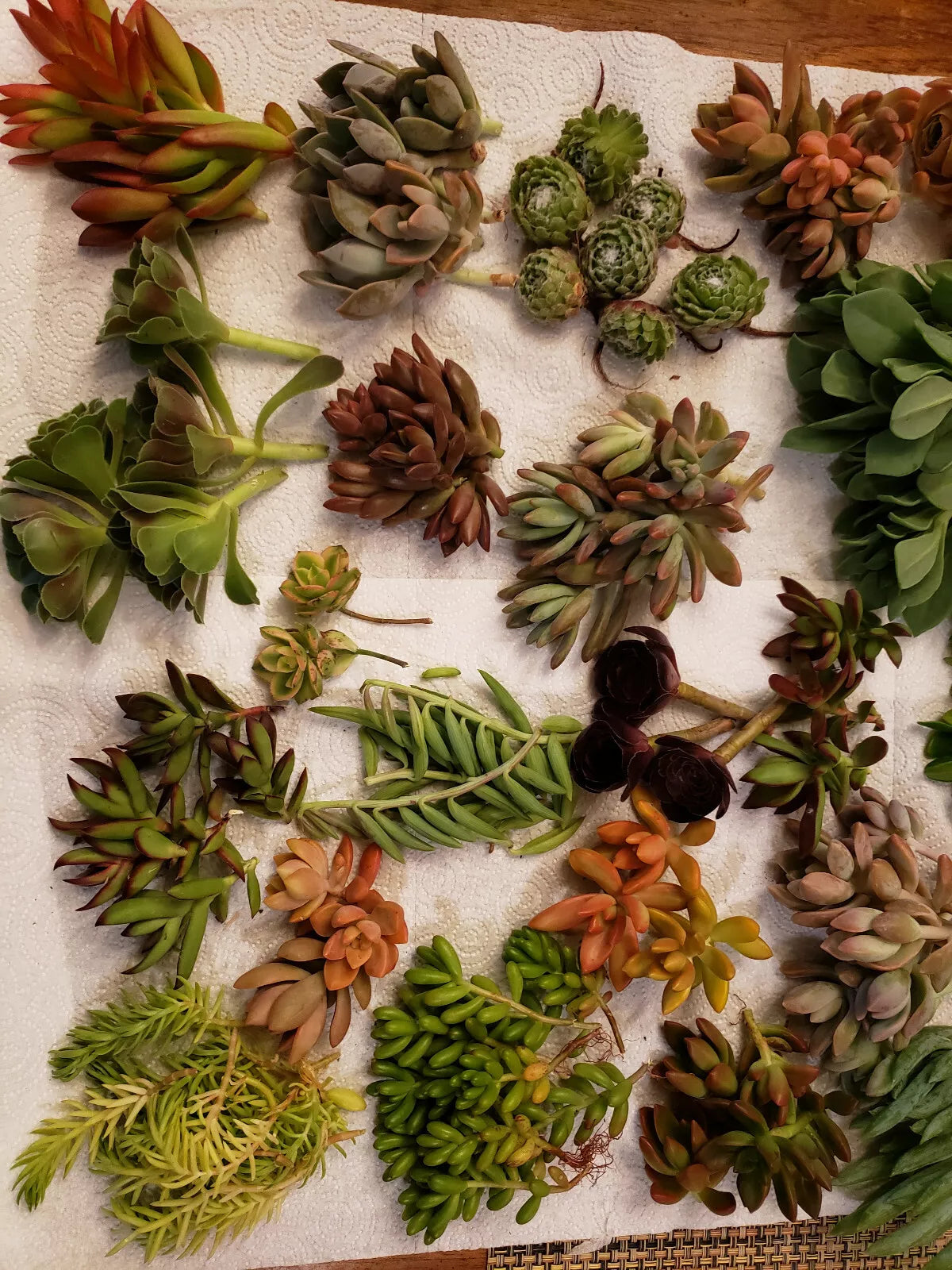 60 X-Large Succulent Cuttings Set | 40 Varietals for Gardening & Decor | Various Species | Perfect for Arrangements