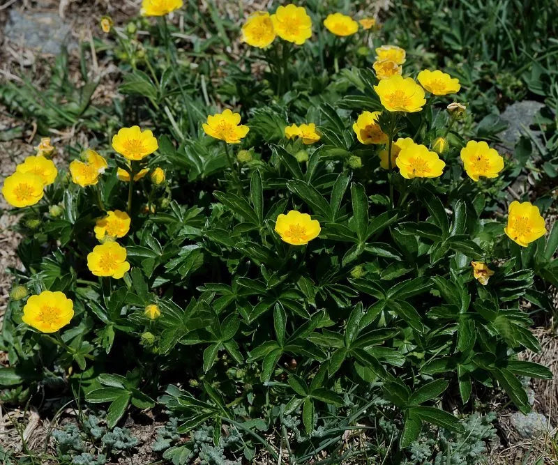 Aurea Potentilla Seeds - 5000 Count - Yellow Flowering Hardy Perennial - Potentilla fruticosa - Ideal for Garden Landscape