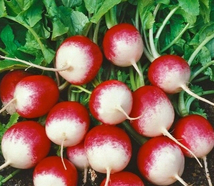 Radish Seeds 200+ Sparkler Variety Raphanus sativus - Quick Harvest Red Skin Vegetable for Home Gardening